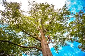 Best Pest Control for Lawns  in Randolph, WI