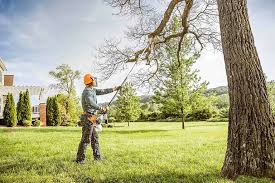 Best Storm Damage Tree Cleanup  in Randolph, WI