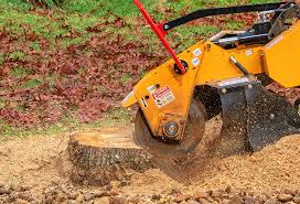 Best Grass Overseeding  in Randolph, WI