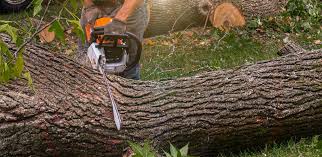 Best Utility Line Clearance  in Randolph, WI