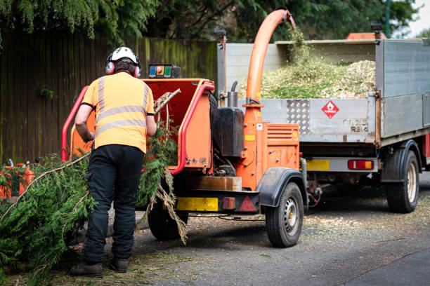 Best Tree Removal  in Randolph, WI