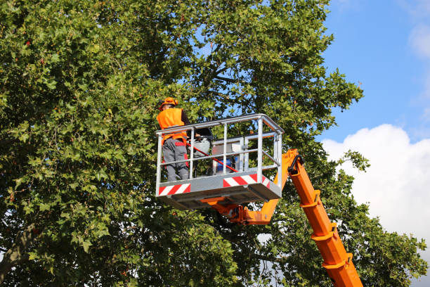 Best Aeration Services  in Randolph, WI
