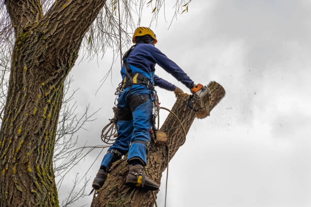 Best Commercial Tree Services  in Randolph, WI
