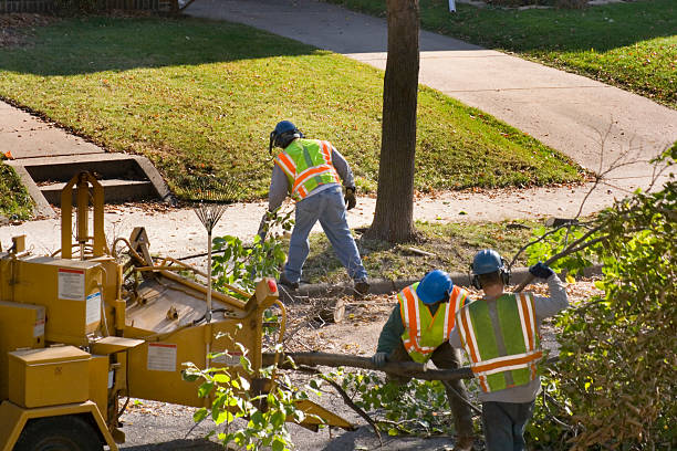 Best Tree Risk Assessment  in Randolph, WI
