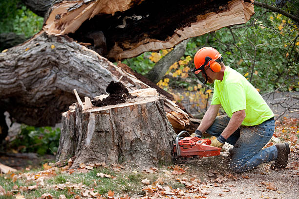 Best Lot and Land Clearing  in Randolph, WI