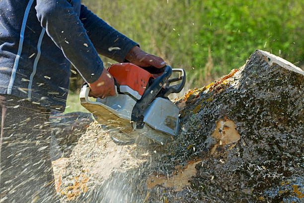 Trusted Randolph, WI Tree Services Experts