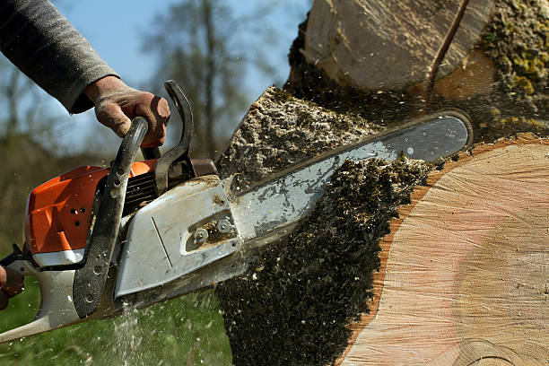 How Our Tree Care Process Works  in  Randolph, WI